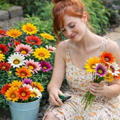 Gazania Sunshine mix