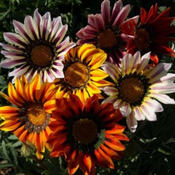 Gazania Sunshine mix