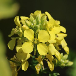 Mustard Yellow Ascot