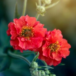 Red Cherry