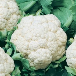 Cauliflower Giant de Naples (late)