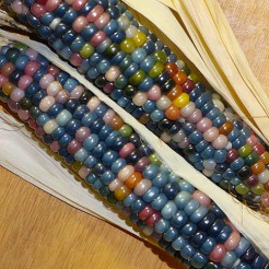 Popping Corn Glass Gem