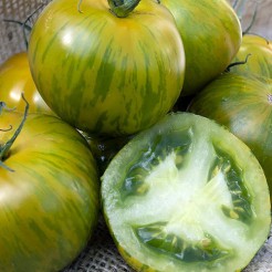 Tomato Green Zebra