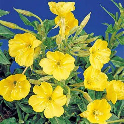 Evening-Primrose