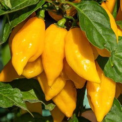 Hot pepper Habanero Lemon