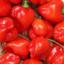 Hot pepper Habanero Red