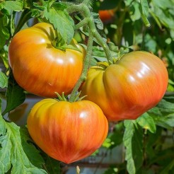 Beefsteak tomato Hawaiian Pineapple