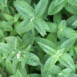 Horse mint