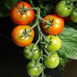 Micro tomato Lille Lisa