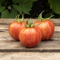 Tomato Red Zebra 