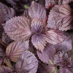 Perilla (Shiso red)