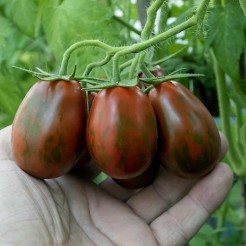 Plum tomato Superexotica