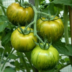Tomato Green Zebra