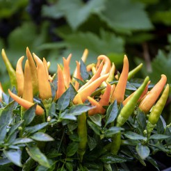 Pimientos de Padron 