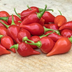 Potpeper Biquinho Rood