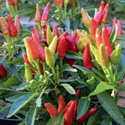 Hot pepper Candlelight