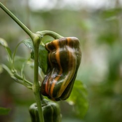 Sweet pepper Candy Cane