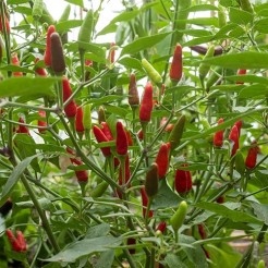 Hot pepper Piri Piri