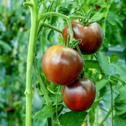 Beefsteak tomato Black Krim