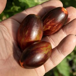Cherry tomato Kleiner Anton