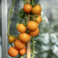 Container tomato Antho Beef