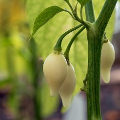 Pimientos de Padron 
