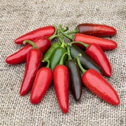 Peper Tam Jalapeno