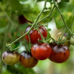 Cherry Tomato Flavor Grenade