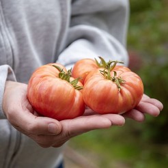 Beefsteak tomato Vintage Wine