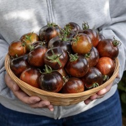Tomato Blue Zebra