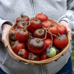 Tomato Red Charcoal