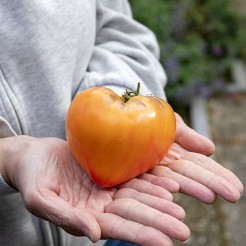 Beefsteak tomato Come Undone