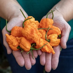 Hot pepper Fried Chicken