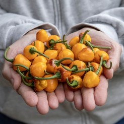 Hot Pot Pepper Golden Nugget