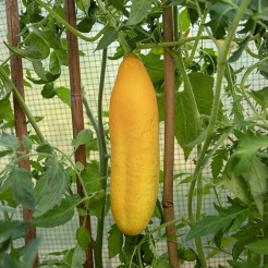 Cucumber Gele Tros