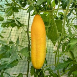 Cucumber Gele Tros