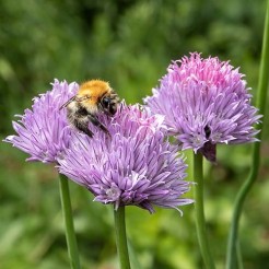 Chives