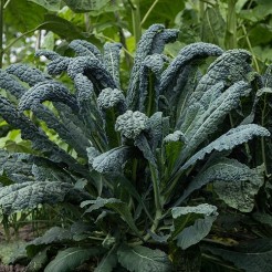 Palm cabbage Nero di Toscana