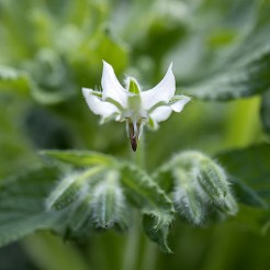 Borage white