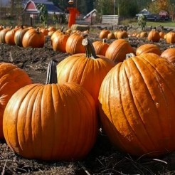Pumpkin Howden