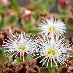Ice Plant White