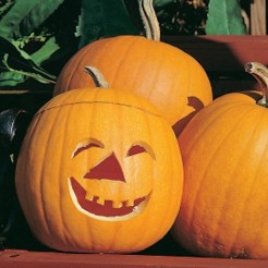 Pumpkin Jack O'Lantern