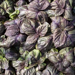 Perilla (Shiso red)