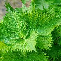 Perilla (Shiso green)