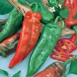 Puntpaprika Kapiya