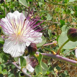 Caper