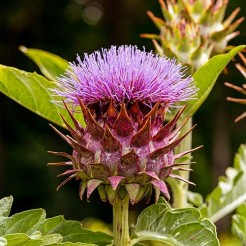 Cardoon Rouge d'Alger
