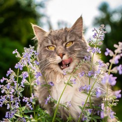 Catnip