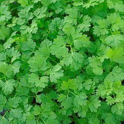 Chervil