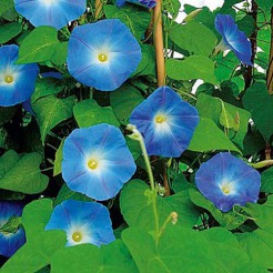 Morning Glory Heavenly Blue